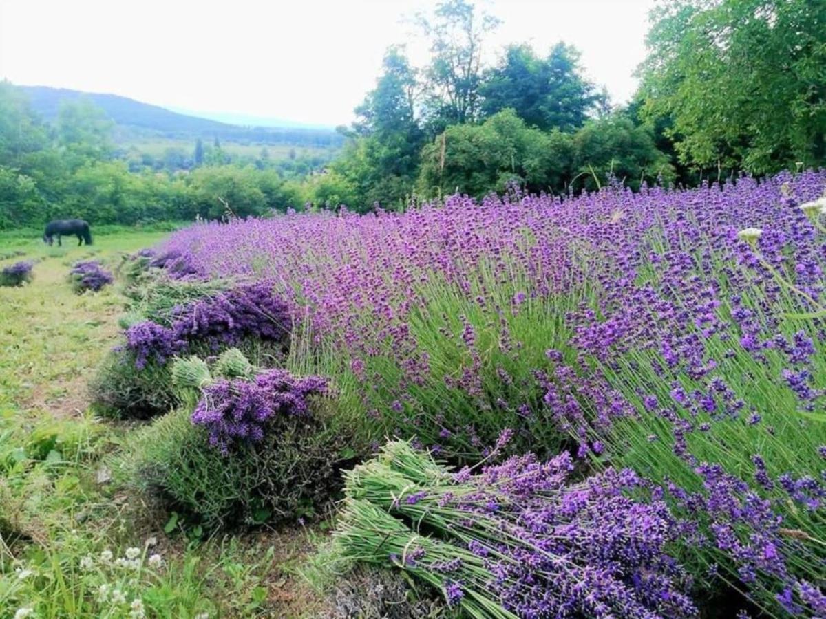 Villa Izabella Badacsonytördemic Dış mekan fotoğraf