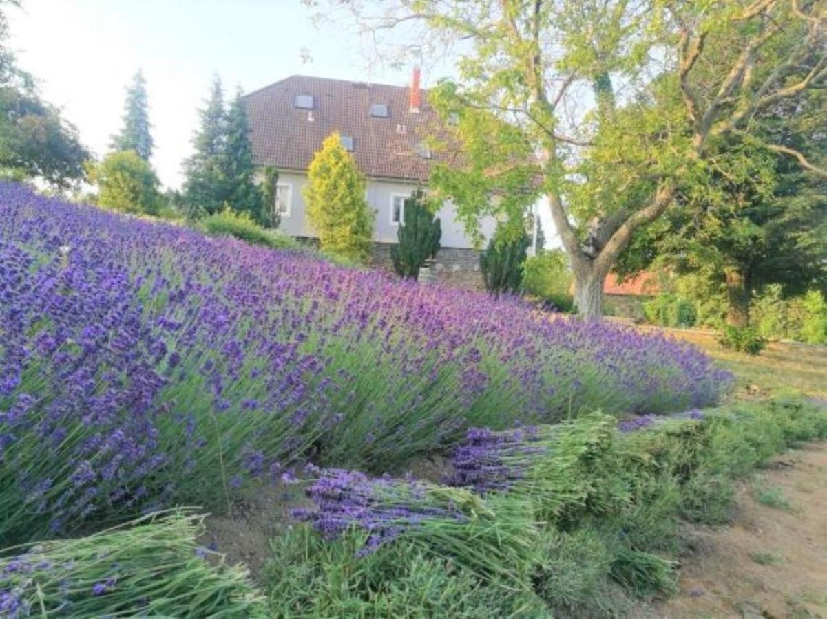 Villa Izabella Badacsonytördemic Dış mekan fotoğraf